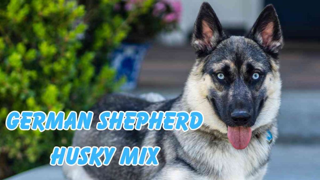 German Shepherd Husky Mix Gerberian Shepsky