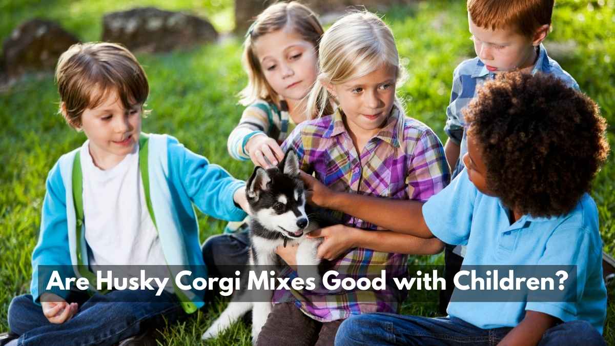 Are Husky Corgi Mixes Good with Children