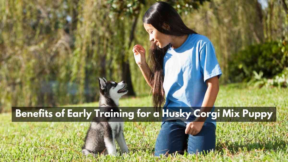 Early Training Benefits for Husky Corgi Mix Puppies