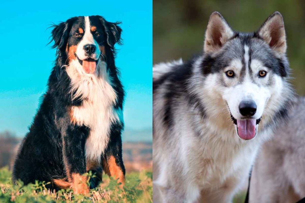 Bernese Husky Mix (Bernsky) Complete Guide