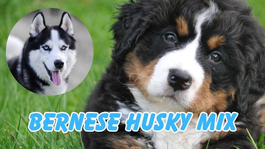 Bernese Husky Mix