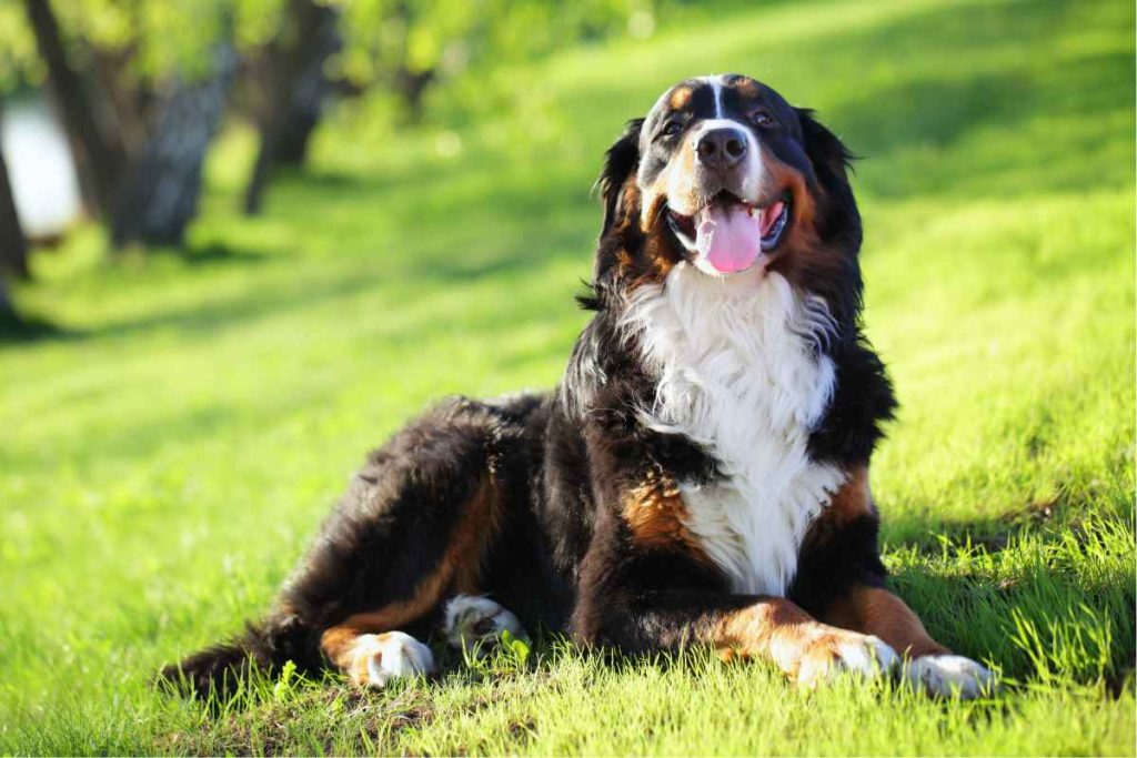 Bernese Husky Mix