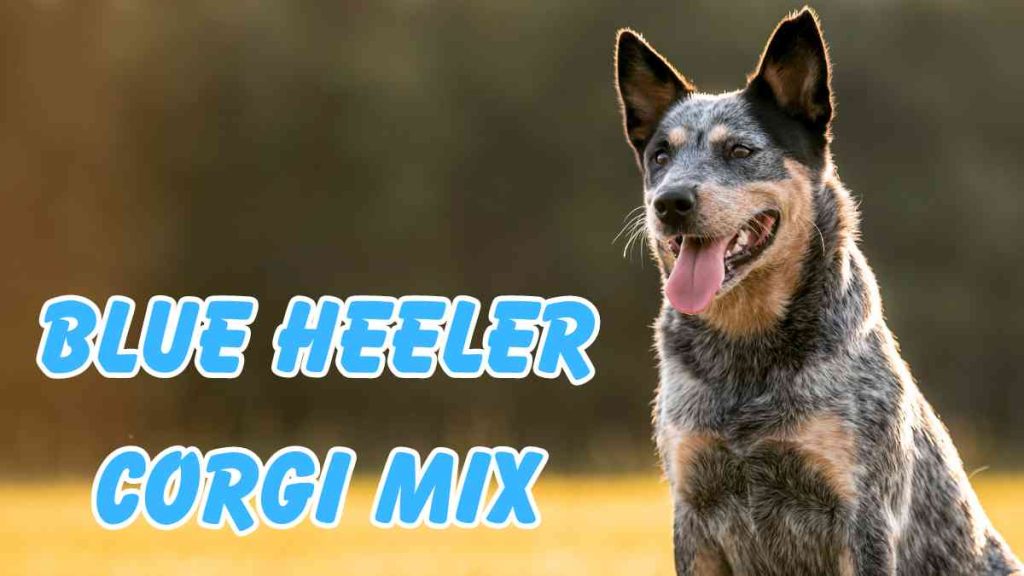 Blue Heeler Corgi Mix
