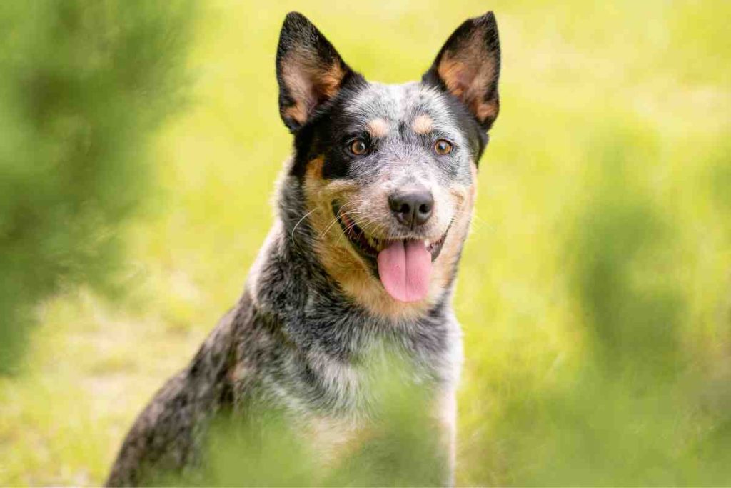 Blue Heeler Corgi Mix