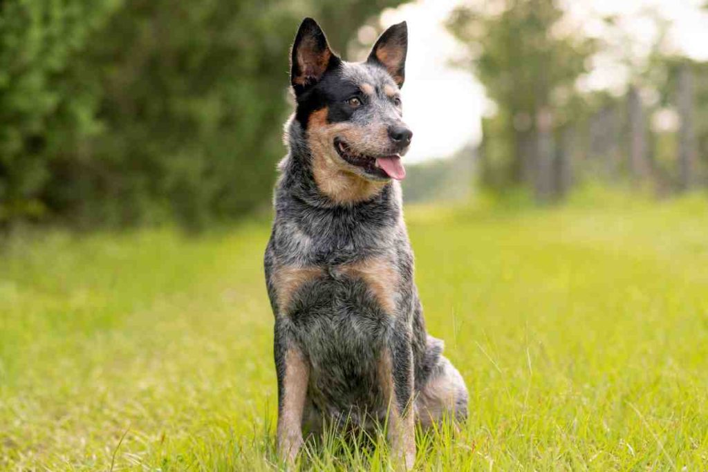 Blue Heeler Corgi Mix