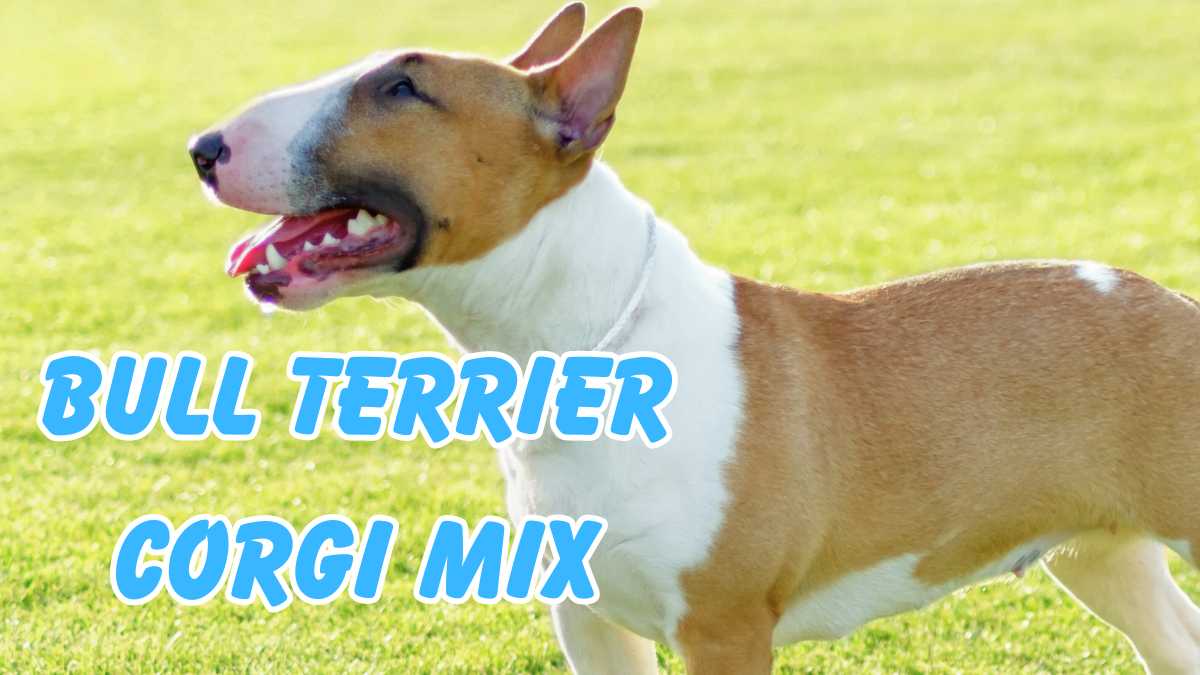 Bull Terrier Corgi Mix