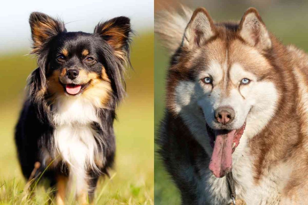 Chihuahua Husky Mix (Huskyhuahua) Complete Guide