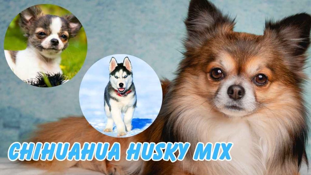 Chihuahua Husky Mix