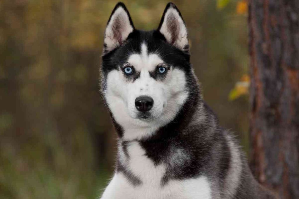 Bernese Husky Mix