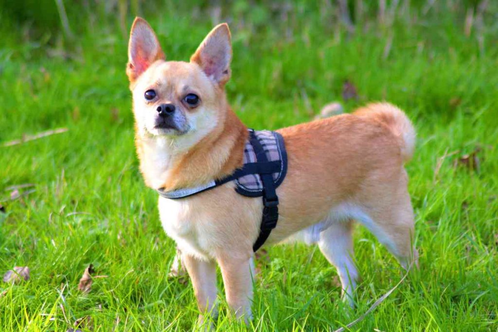 Chihuahua Husky Mix