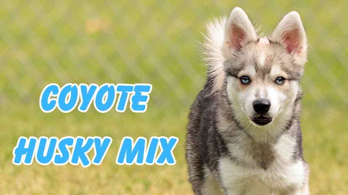 Coyote Husky Mix