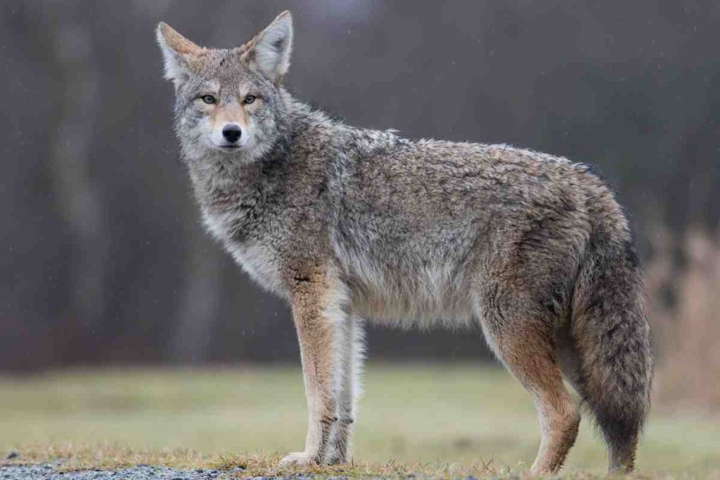 Coyote Husky Mix