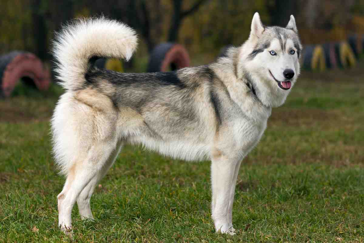 Coyote Husky Mix (Coydog) Complete Guide