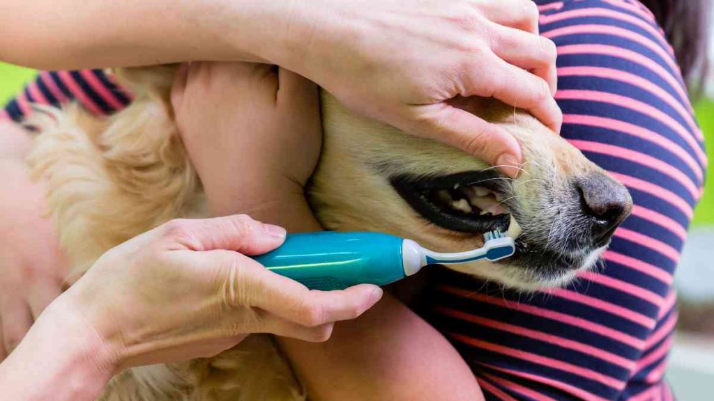 Dental Care Tips for Your Husky Corgi Mix