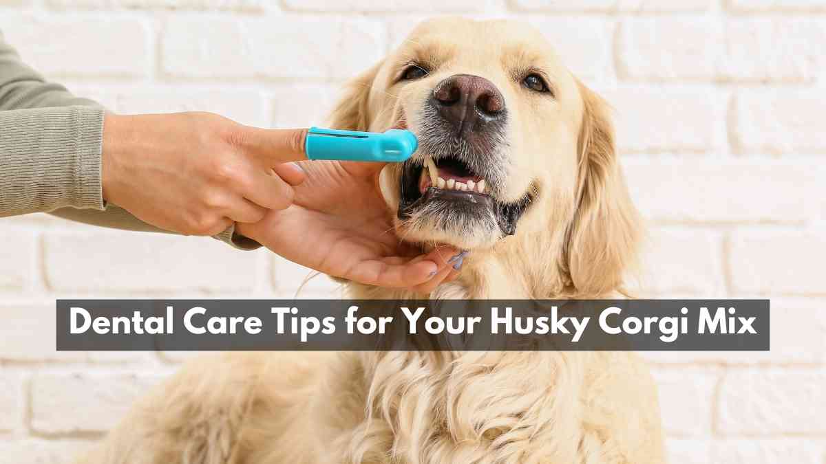 Dental Care Tips for Your Husky Corgi Mix