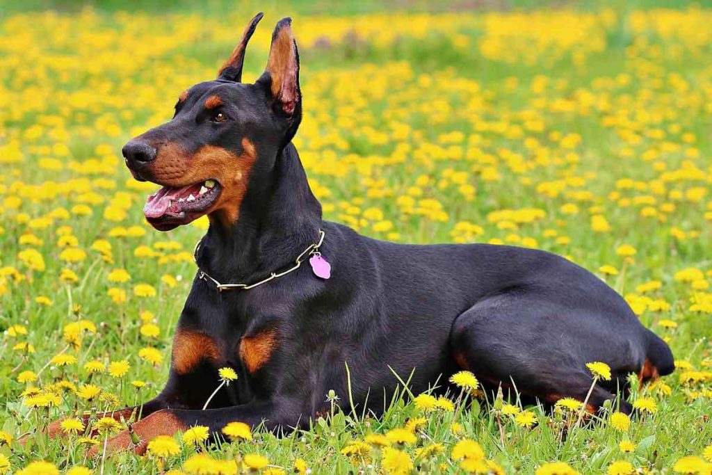 Doberman Husky Mix