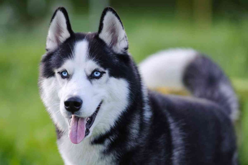 Doberman Husky Mix