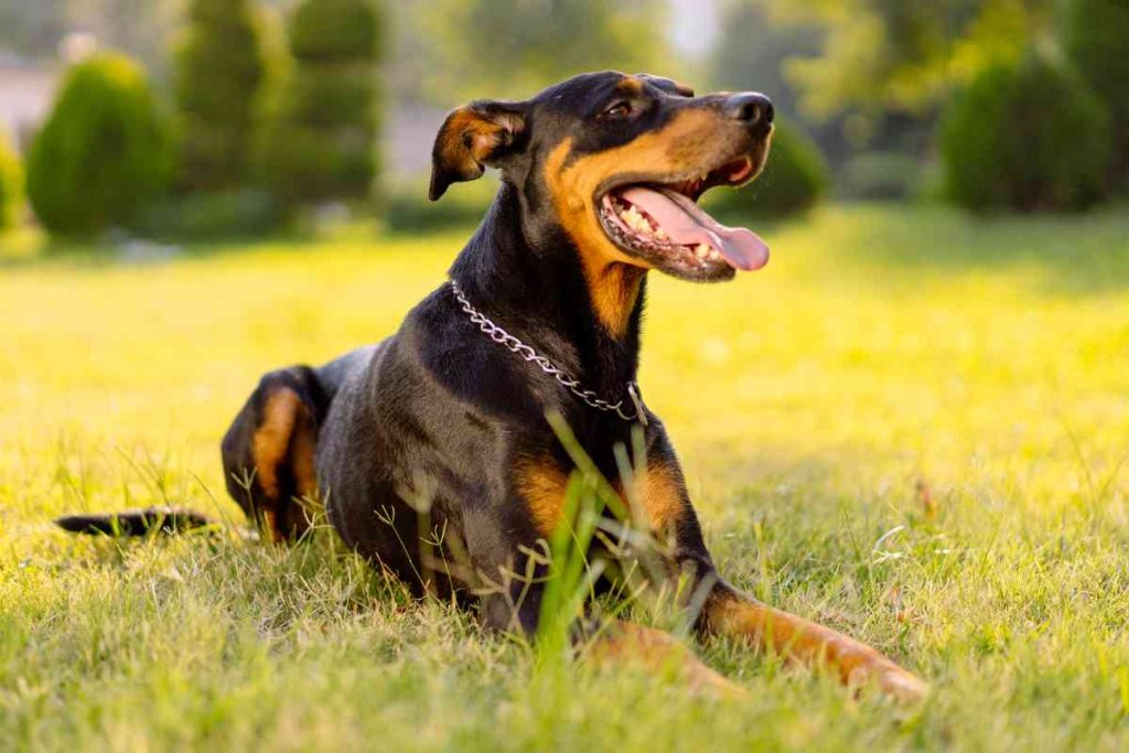 Doberman Husky Mix