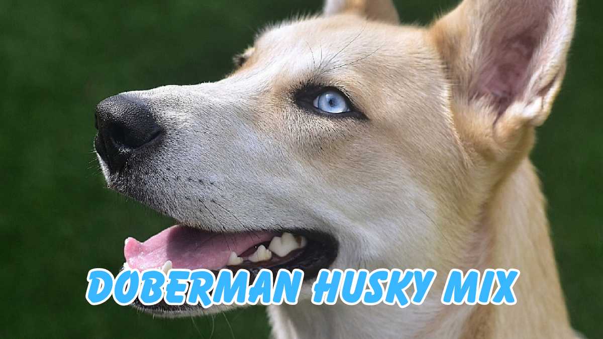 Doberman Husky Mix