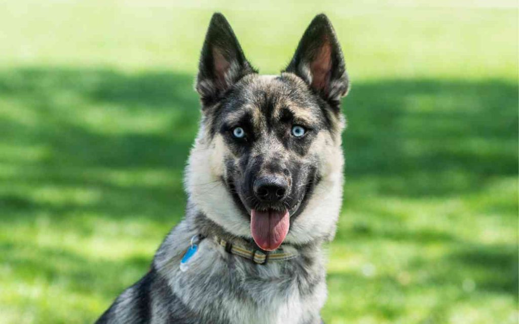 German Shepherd Husky Mix