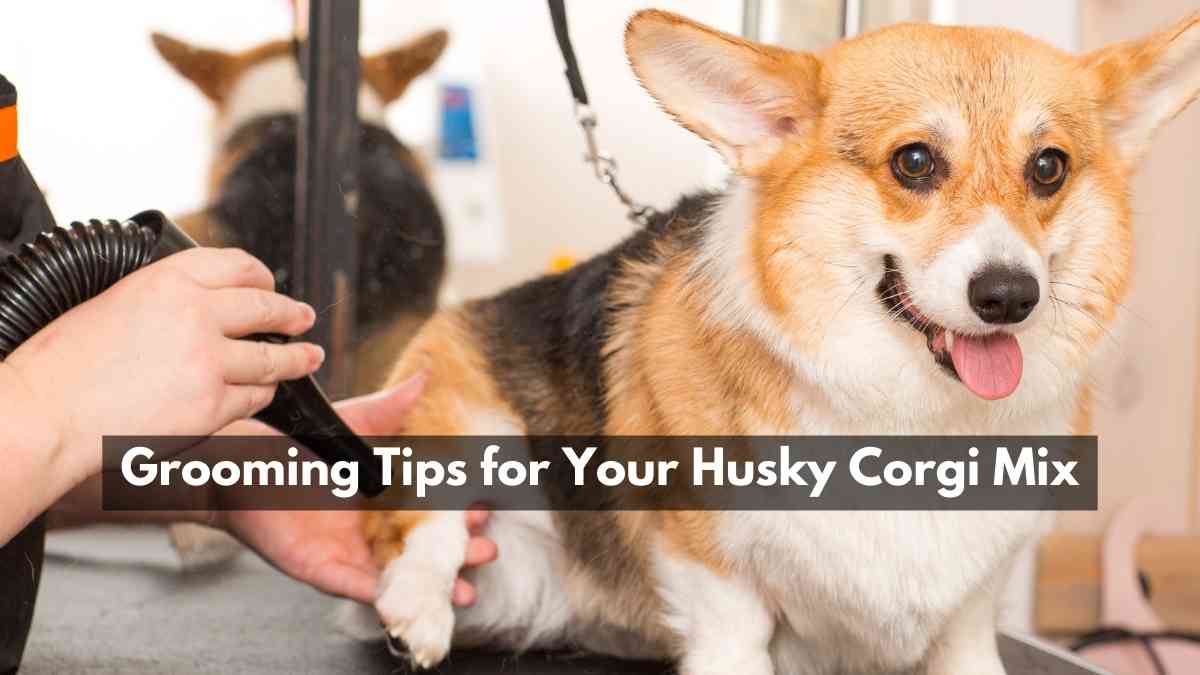 Grooming Tips for Your Husky Corgi Mix