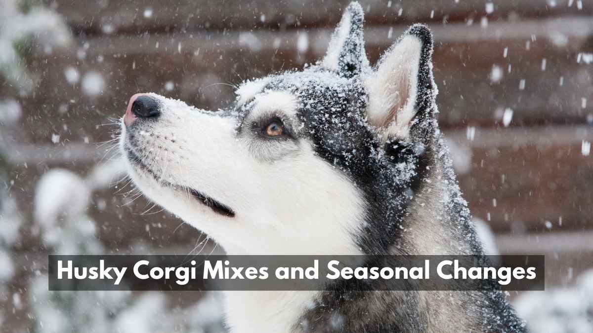 Husky Corgi Mixes and Seasonal Changes