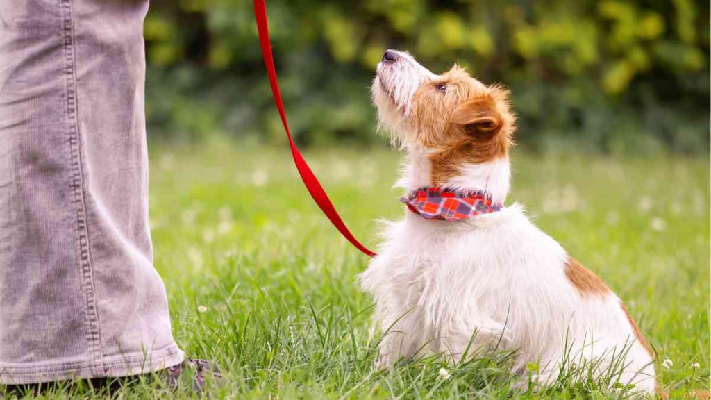 Leash Training for Your Husky Corgi Mix