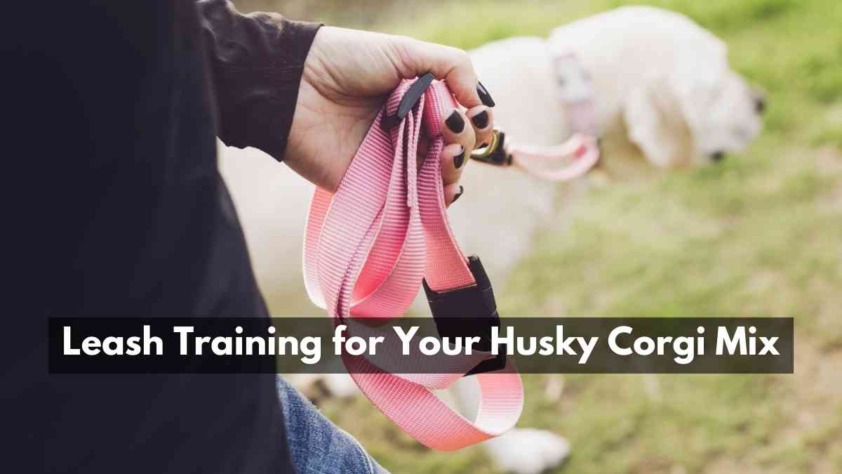 Leash Training for Your Husky Corgi Mix