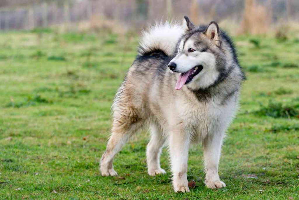 Malamute Corgi Mix