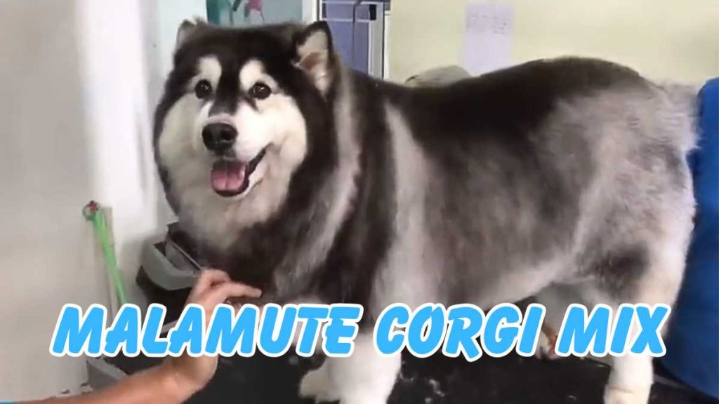 Malamute Corgi Mix