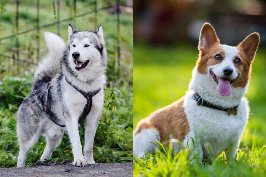 Malamute Corgi Mix