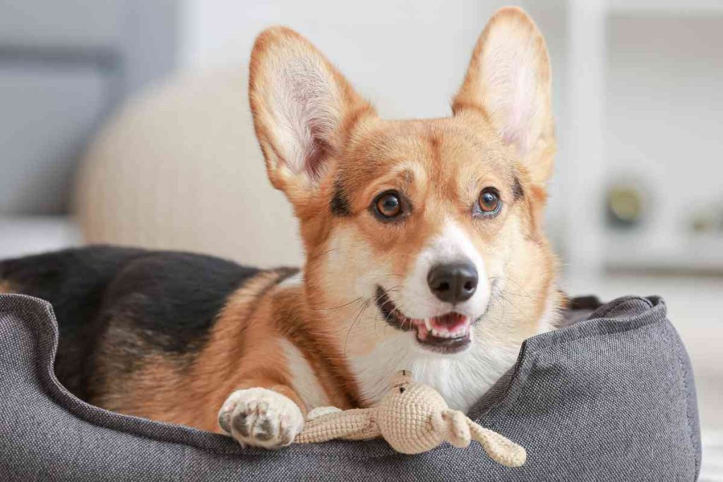 Malamute Corgi Mix