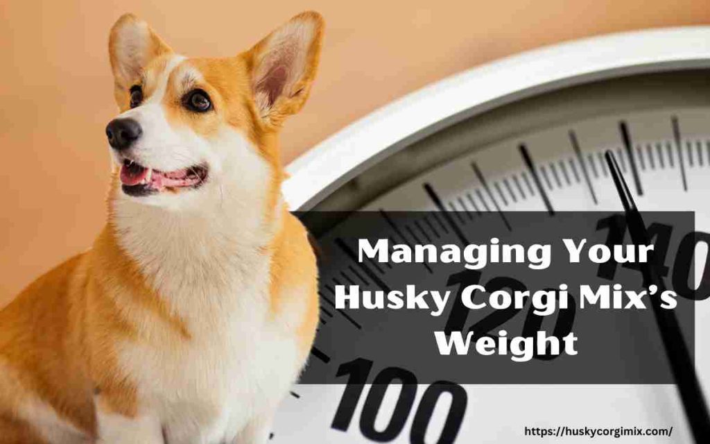 Managing Your Husky Corgi Mix’s Weight