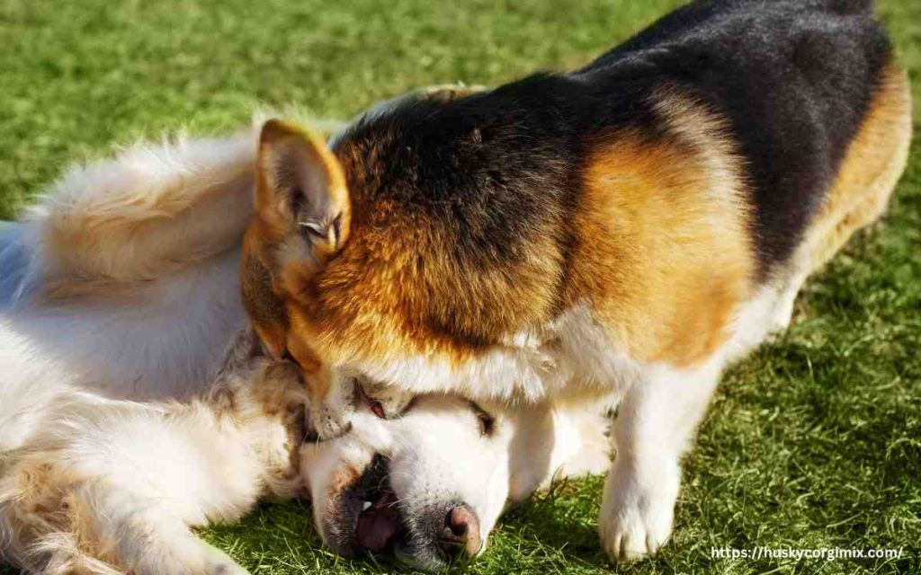 The Playful Side of Husky Corgi Mix Temperament