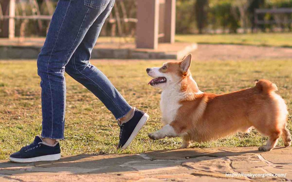 The Playful Side of Husky Corgi Mix Temperament