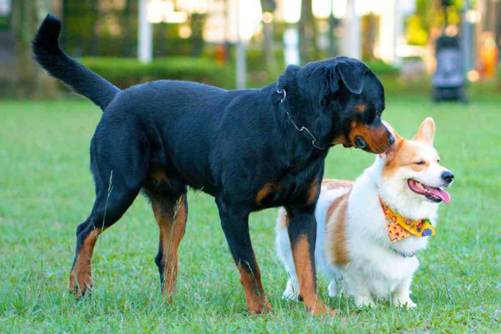 Rottweiler Corgi Mix