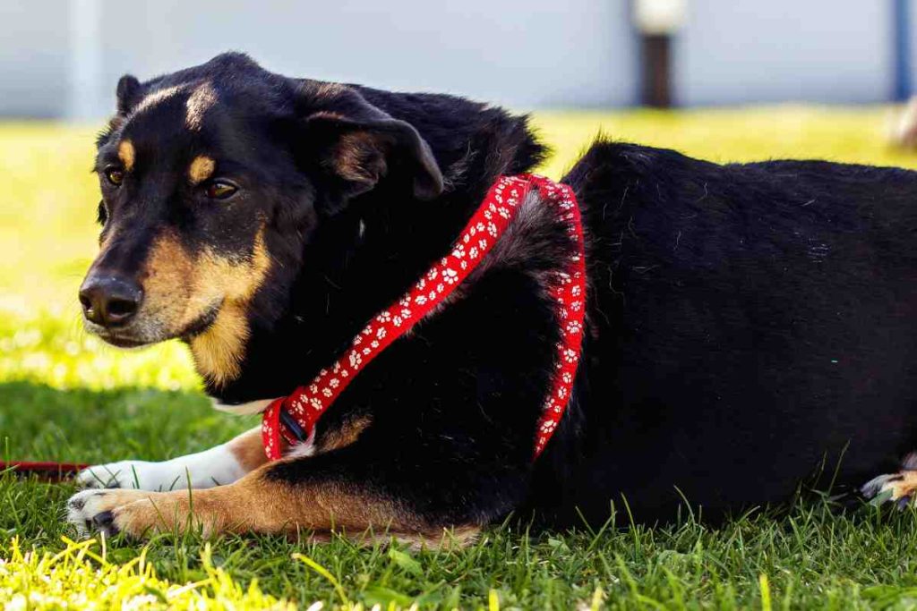 Rottweiler Corgi Mix