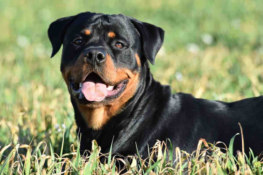 Rottweiler Corgi Mix