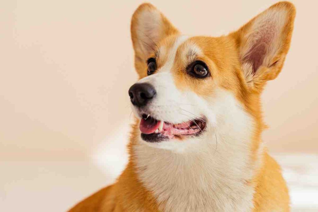 Rottweiler Corgi Mix