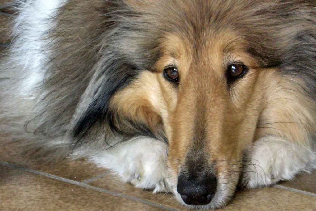 Rough Collie Husky Mix