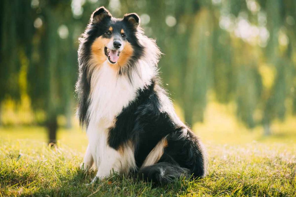 Rough Collie Husky Mix