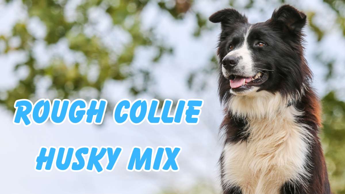 Rough Collie Husky Mix