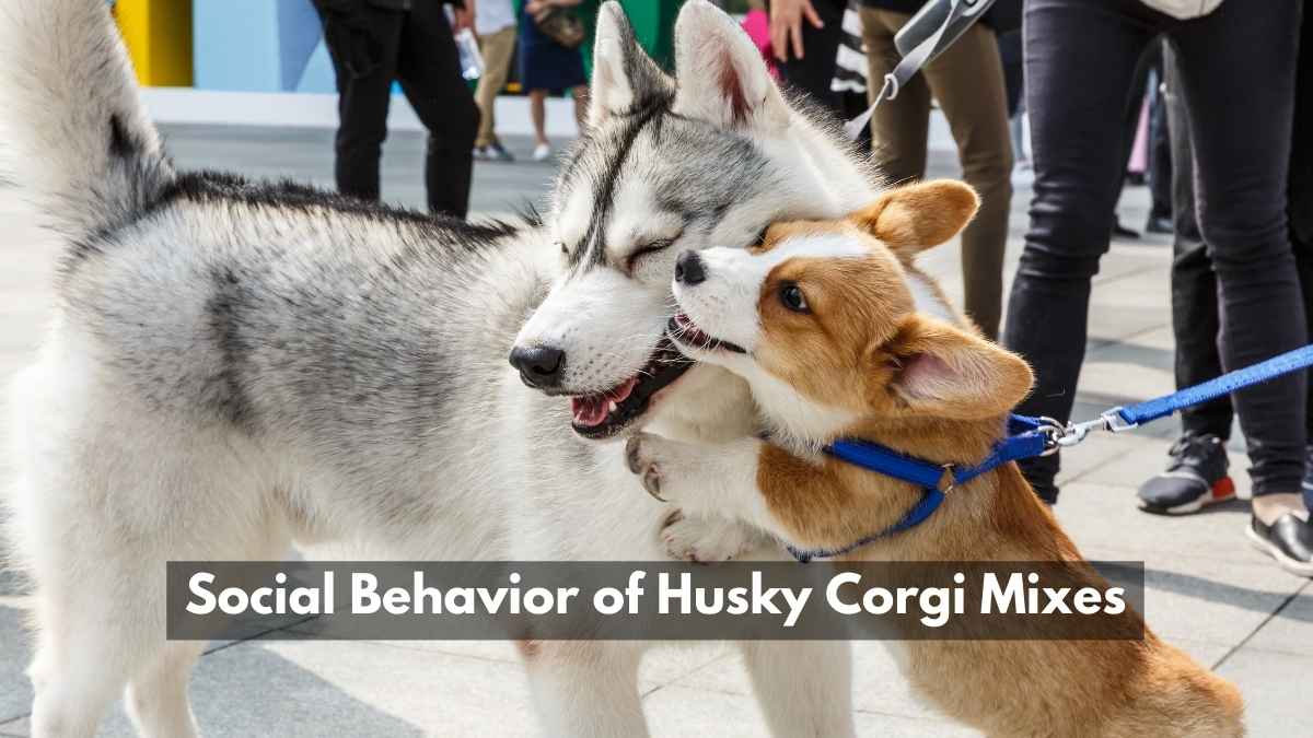Social Behavior of Husky Corgi Mixes