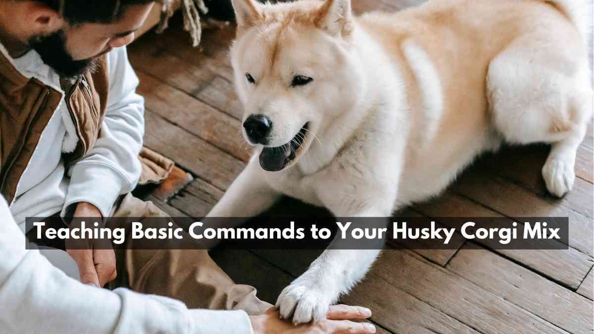 Teaching Basic Commands to Your Husky Corgi Mix