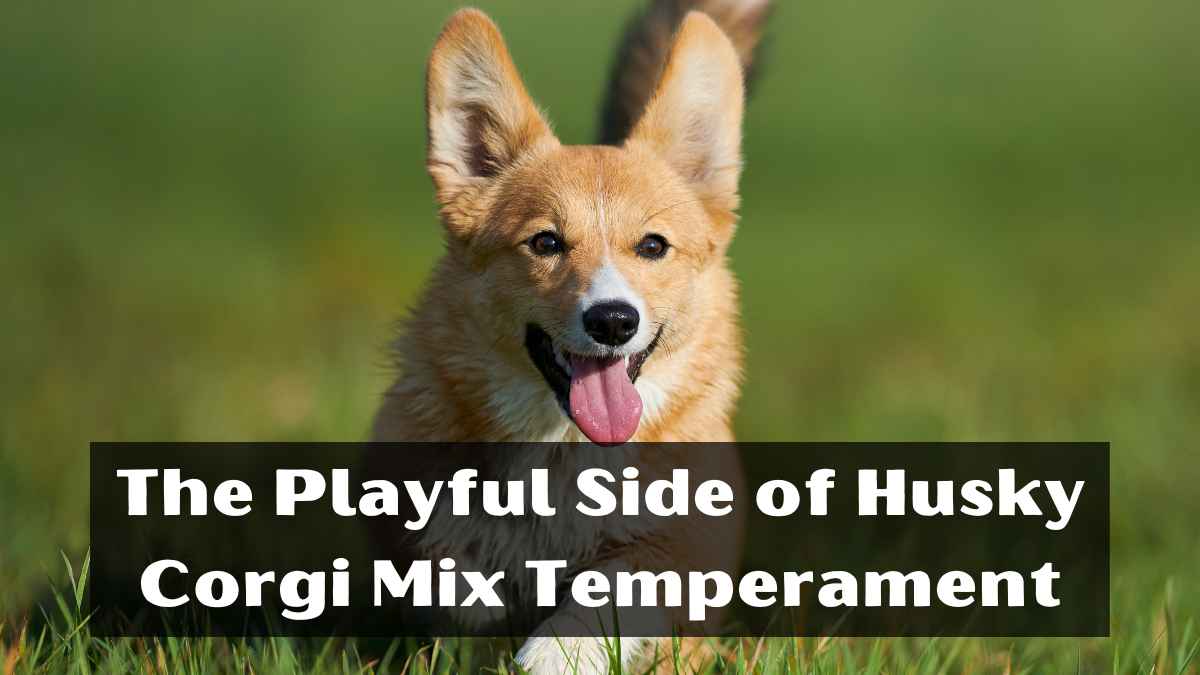 The Playful Side of Husky Corgi Mix Temperament