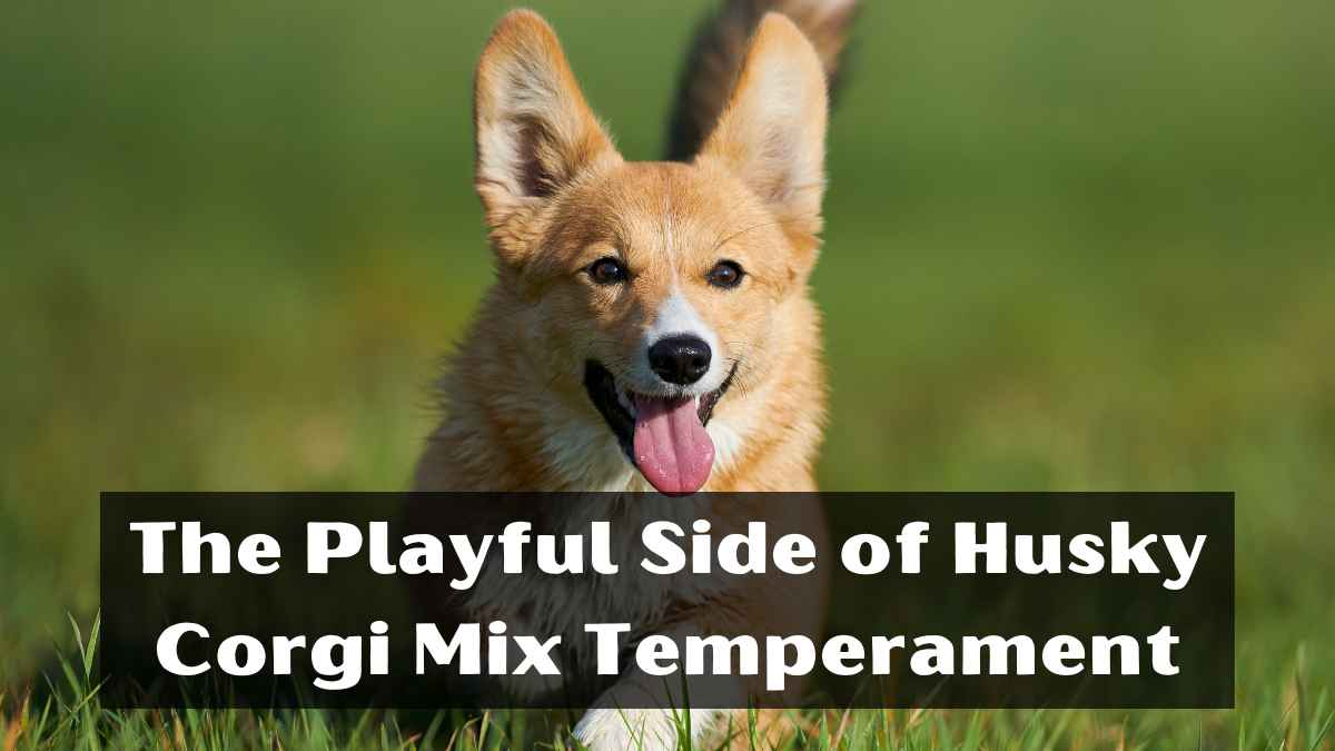 The Corgi Husky Mix Dog Breed: Your Complete Guide To The