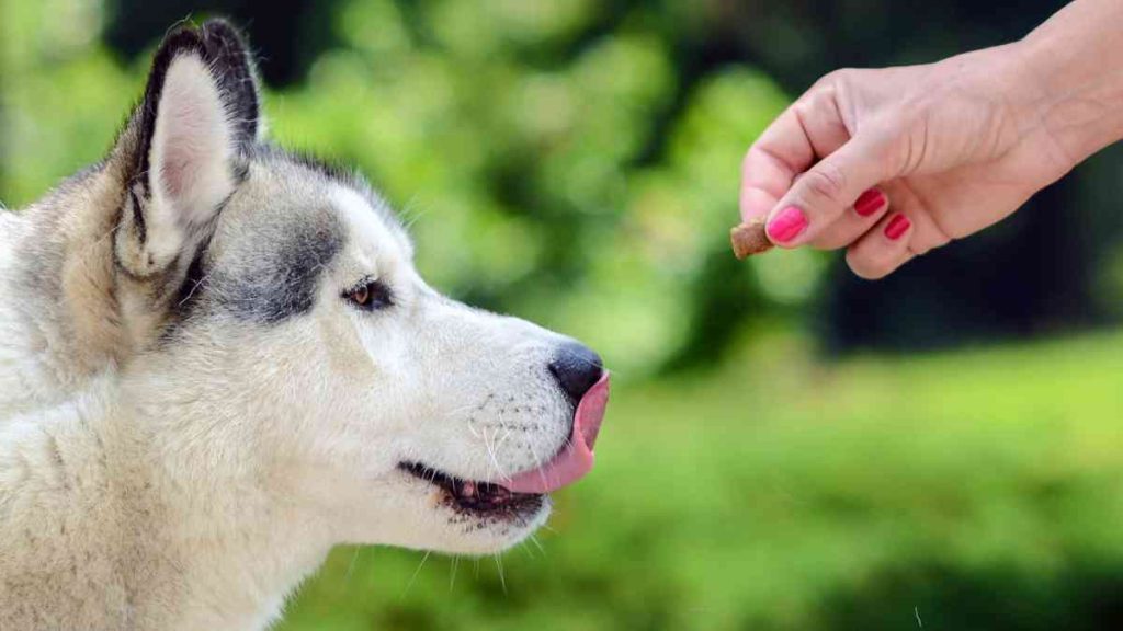 Husky Corgi Mix Feeding Habits
