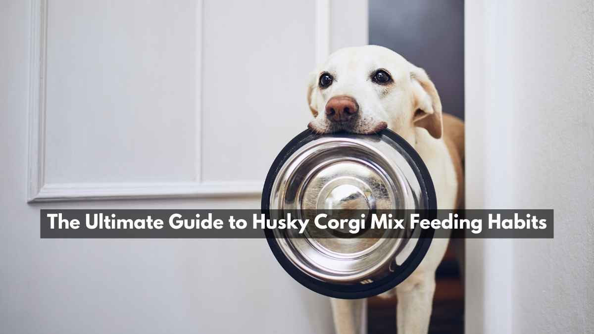Husky Corgi Mix Feeding Habits