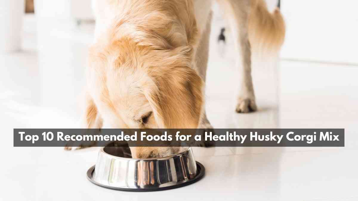 Top 10 Recommended Foods for a Healthy Husky Corgi Mix