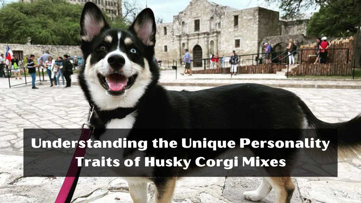 Unique Personality Traits of Husky Corgi Mixes